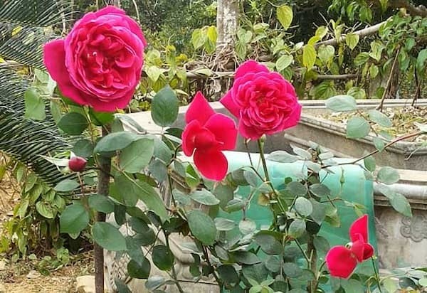 Bài văn tả cây hoa hồng số 6