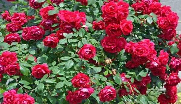Bài văn tả cây hoa hồng số 14