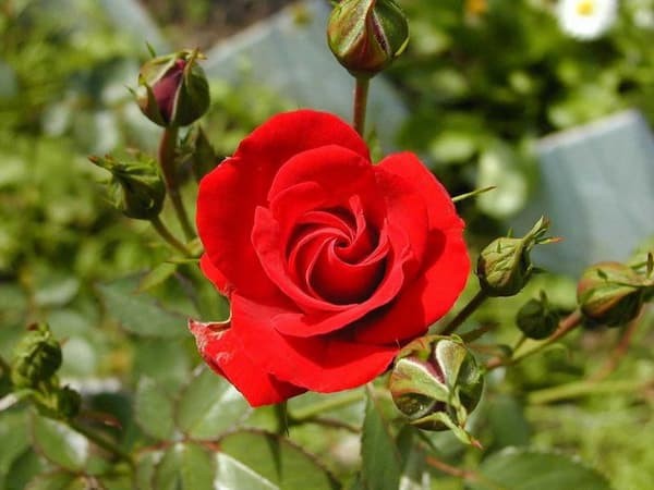 Bài văn tả cây hoa hồng số 13