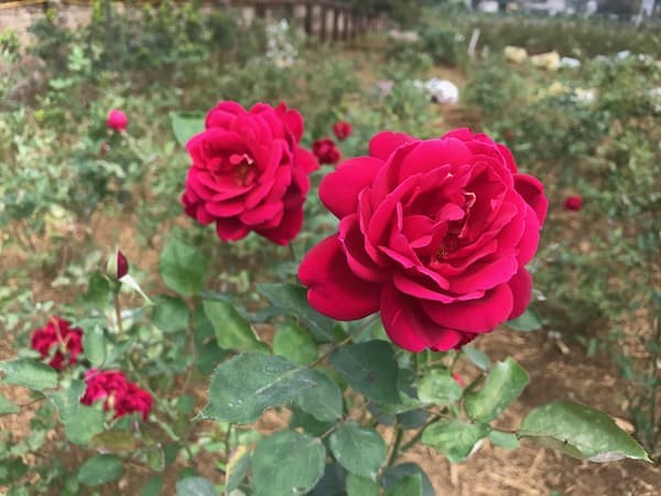 Bài văn tả cây hoa hồng số 8