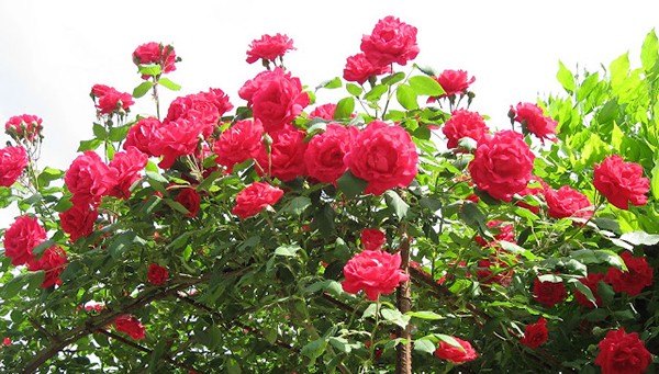 Bài văn tả cây hoa hồng số 15