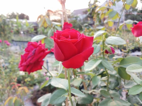 Bài văn tả cây hoa hồng số 7